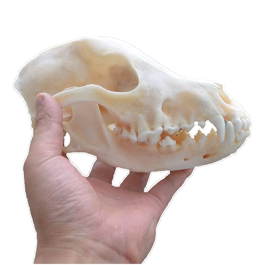 Amazon.co.jp: 本物の動物の犬の頭蓋骨標本犬の頭の骨格天然歯骨